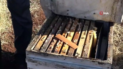 Bal Fiyatlarında Artış Arıcıların Yüzünü Güldü