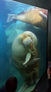Friendly Walrus Blows Some Kisses