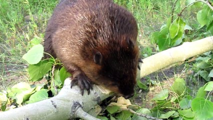 Beaver Chews through Thick Poplar Limb in 45 Seconds