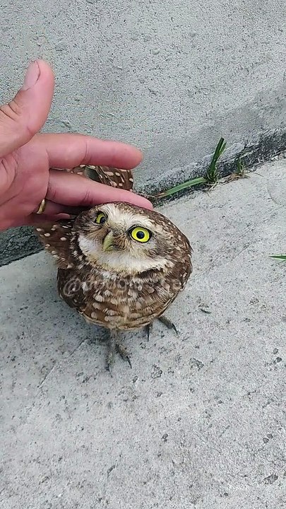 Baby Owl Gets a Helping Hand