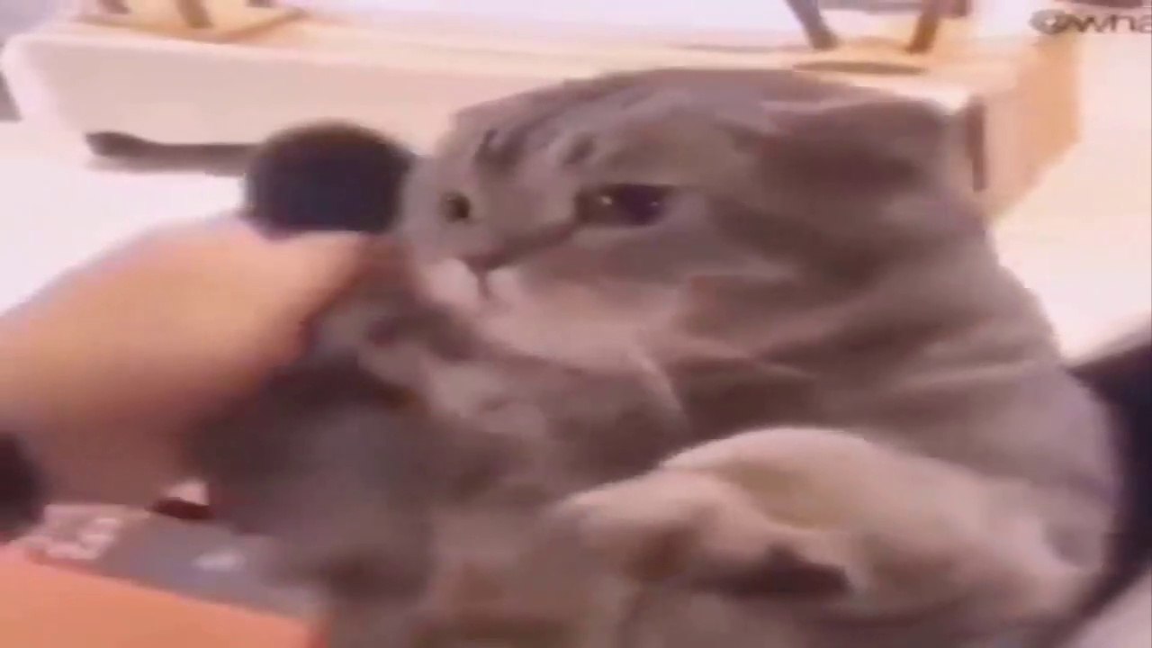 Funniest Cats  - Don't try to hold back Laughter  - Funny Cats Life