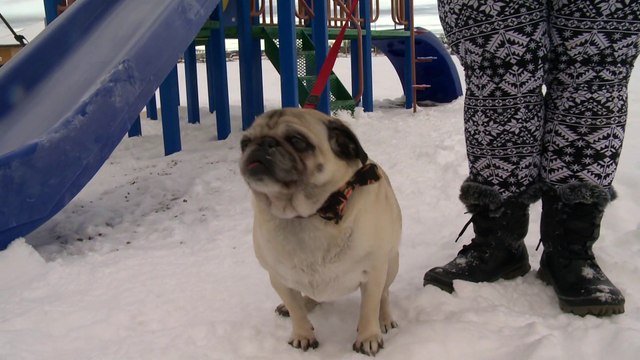 06 janv Topo LPM Chiens reglement