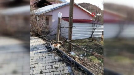 Direkte mahsur kalan kediyi fark etti, özel aparatlarını giyip kurtardı
