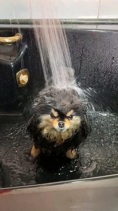 Dog Doesn't Care for Being Drenched