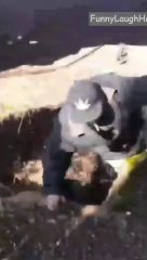 Humorous Falling in the Underworld