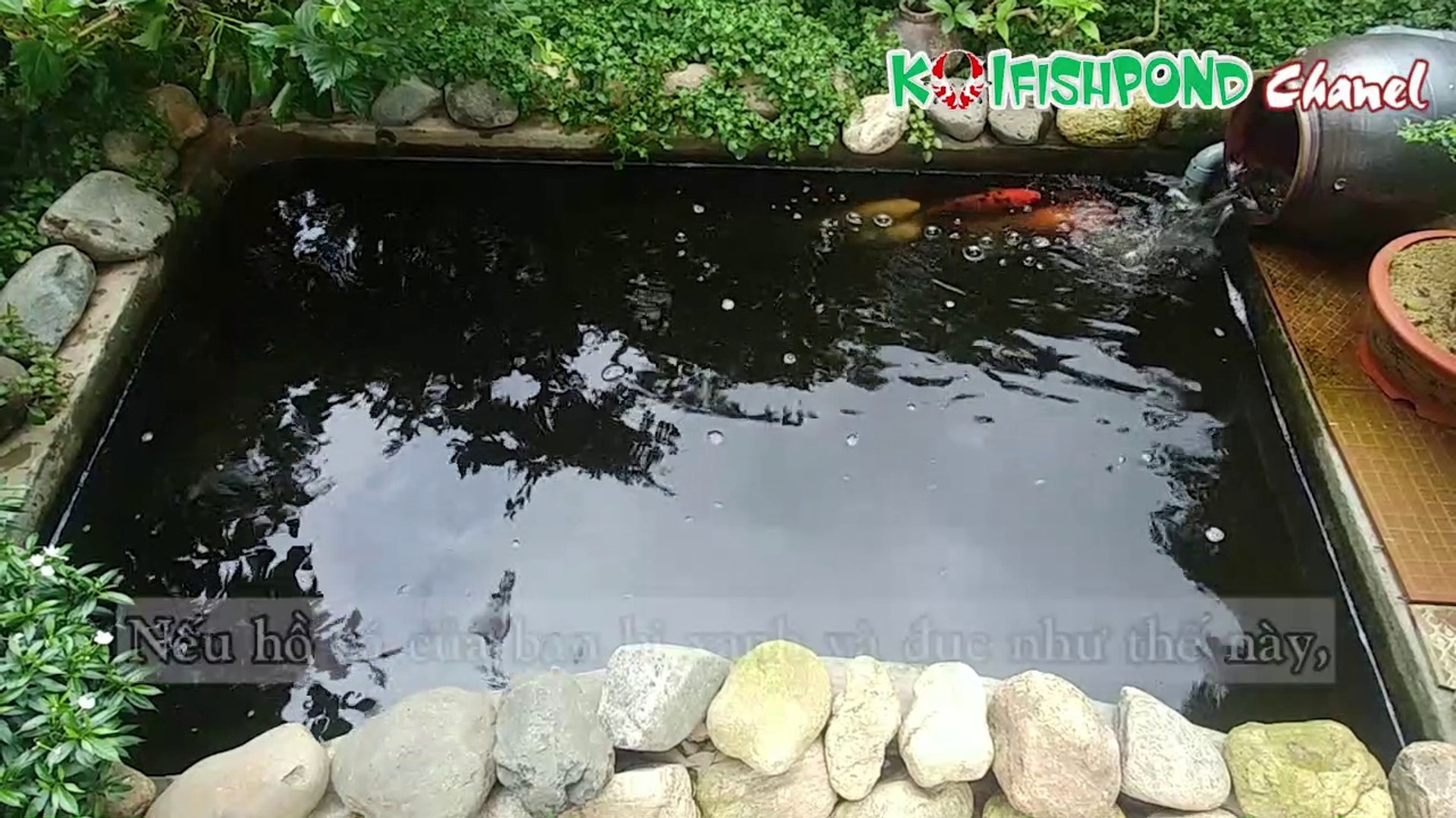 ⁣UV Light For Koi Fish Pond - Cách dùng đèn UV diệt tảo xanh hồ cá Koi siêu nhanh