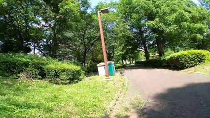 I took photos of stray cats living in Japan.50