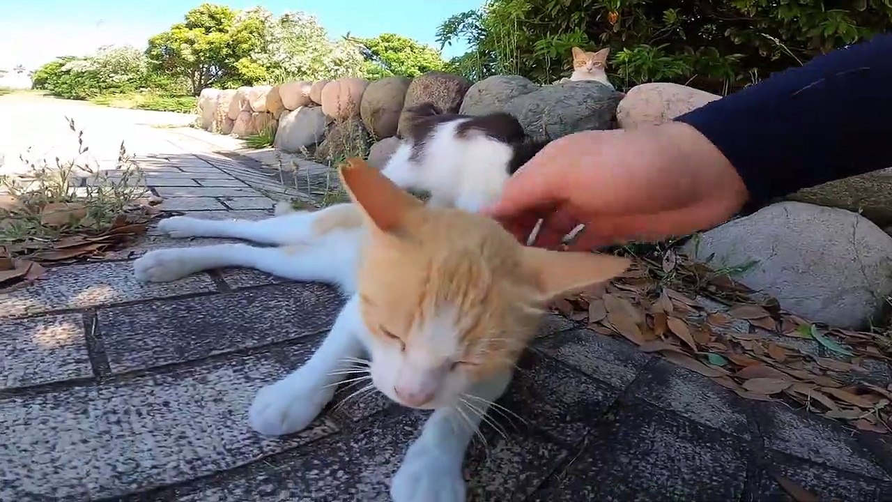 I took photos of stray cats living in Japan.52
