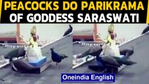 Peacocks do 'parikrama' | Peacocks circle statue of Goddess Saraswati | Oneindia News