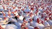 No Case Of Bird Flu In Maharashtra, Know The Myths And Reality