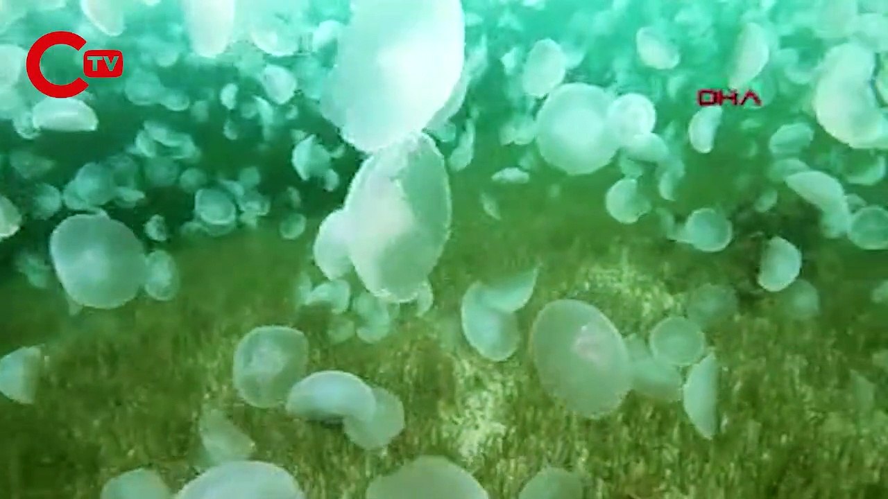 Çanakkale Boğazı'nda binlerce ay denizanası görüntülendi