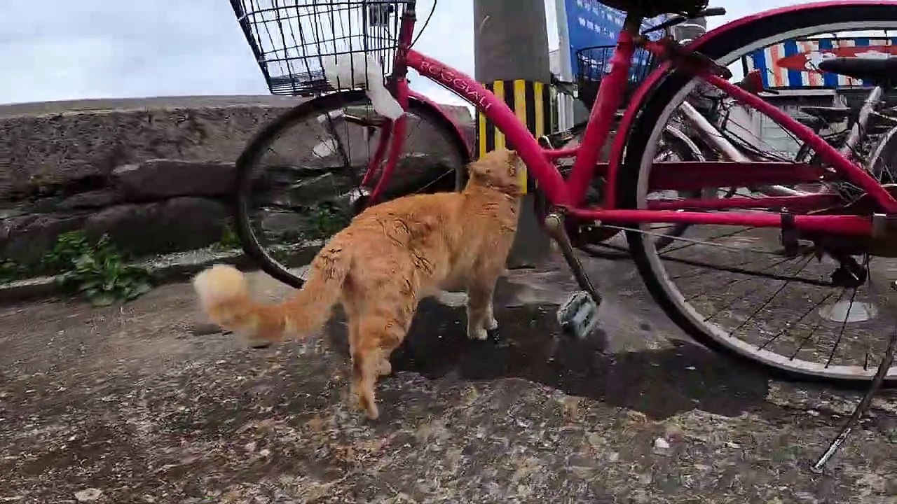 I took photos of stray cats living in Japan.55