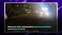 Ratusan Burung Mati Berjatuhan Usai Perayaan Tahun Baru