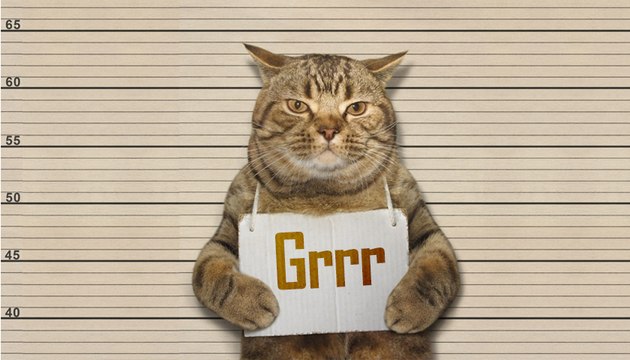 Cette information sur votre chat va vous faire froid dans le dos