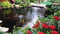 Beautiful koi pond and garden - Hồ cá koi sân vườn đẹp