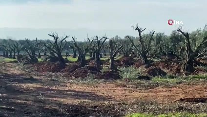 İznik'te tarihi satış... Zeytin ağaçları kesilip internetten satılıyor