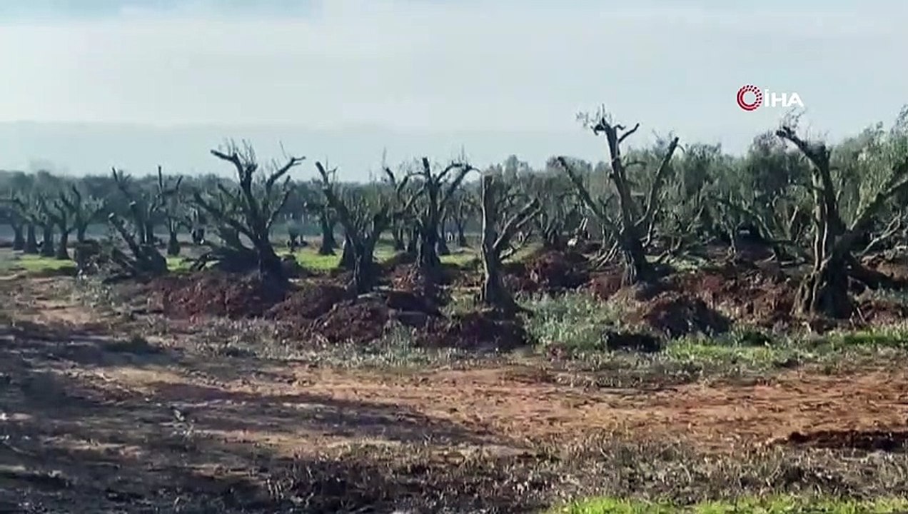İznik'te tarihi satış... Zeytin ağaçları kesilip internetten satılıyor