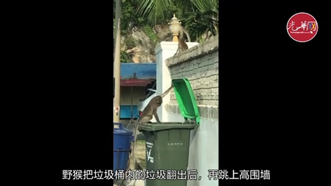 野猴闯入民宅