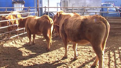 한우 50년 만에 체중 2배↑ 품질 8배↑ / YTN