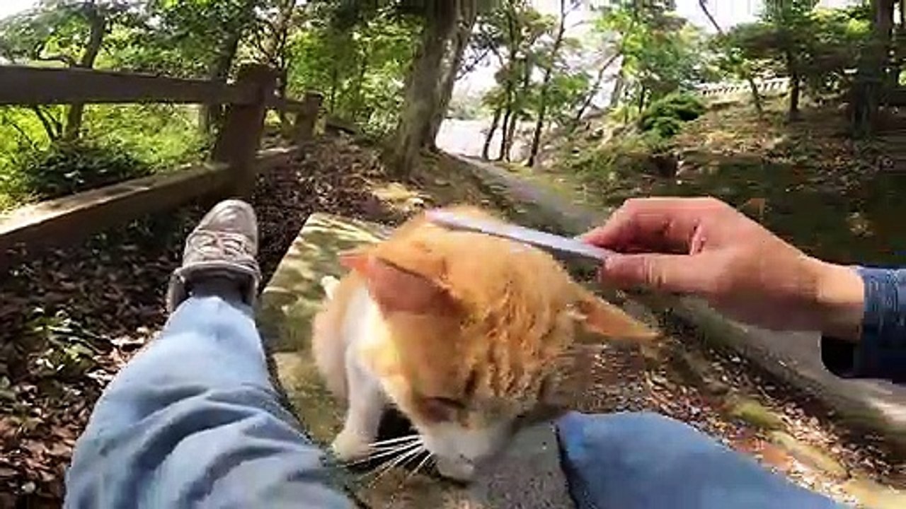 I took photos of stray cats living in Japan.56