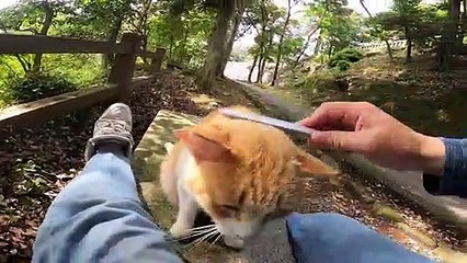 I took photos of stray cats living in Japan.56