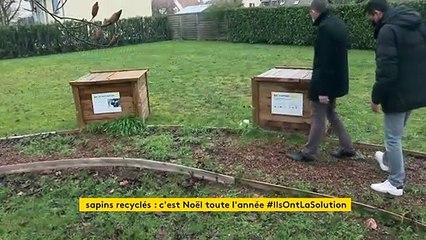 Le recyclage des sapins de Noël, nouveau défi écologique pour les municipalités
