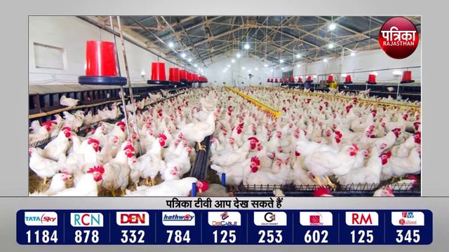 बर्ड फ्लू की दस्तक से दहशत, पोल्ट्री फॉर्म बचाने में जुटा विभाग