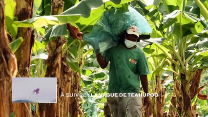 Martinique : Le patrimoine de la banane