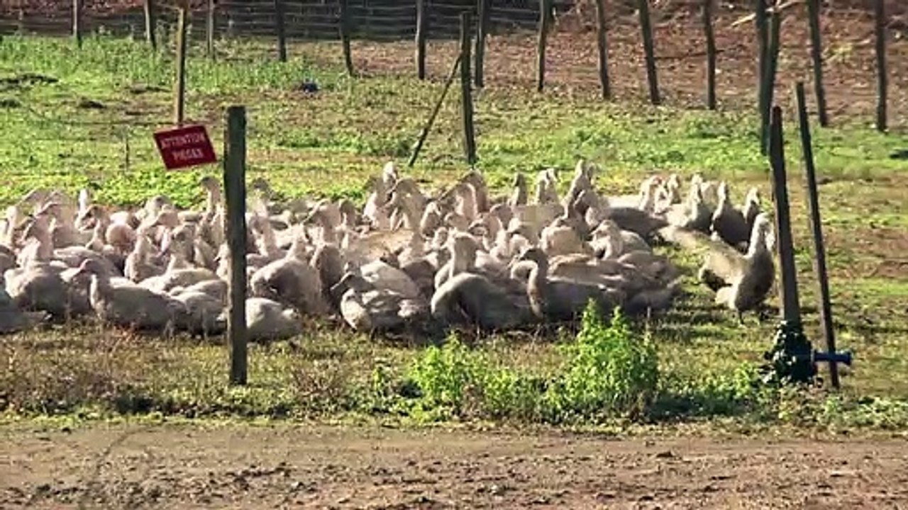Enten weg, Einkommen weg: Vogelgrippe macht Franzosen zu schaffen
