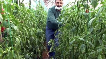 Yeşil Biber Fiyatındaki Artış Üreticiye Çiftetelli Oynattırdı