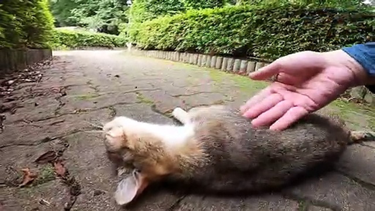 I took photos of stray cats living in Japan.57