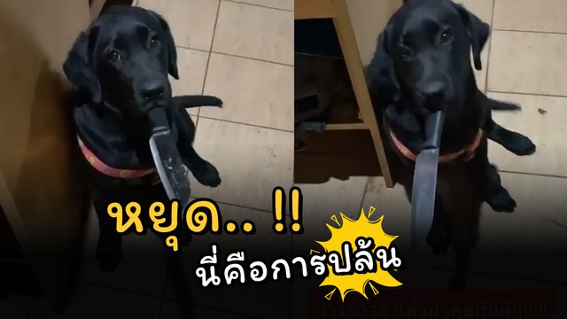 เอ็นดู ! เมื่อเจ้าตูบโมโหหิว งานปล้นทาสจึงเกิด ไม่อยากเจ็บ จงส่งอาหารมา