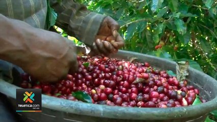 tn7-cosecha-de-cafe-esta-en-punto-maximo-de-recoleccion-070121