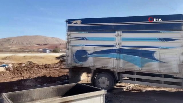 Kesime götürülen inek ortalığı birbirine kattı
