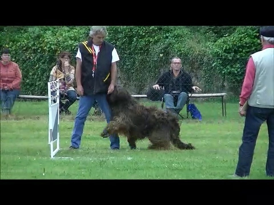 2016  Gonzague du D. des Peluches BF Ring  à  Langeais