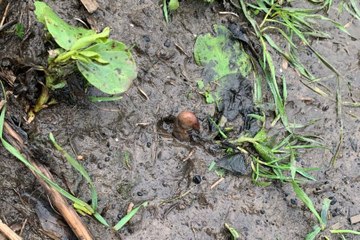 Elle appelle la police après avoir repéré un orteil humain... Il s’agit en réalité d’une pomme de terre