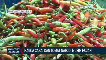 Télécharger la video: Harga Cabai dan Tomat Naik Drastis di Musim Hujan Awal Tahun