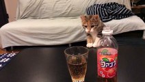 初めてファンタを見た猫が秒で見切りをつけた反応が面白かわいいw - Cute cat -