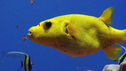 Prices at Japan's First Fugu Auction of the Year Underwhelm as Demand Affected By Pandemic