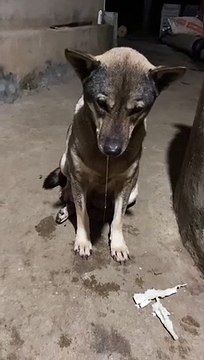 Doggy Drools for Dinner