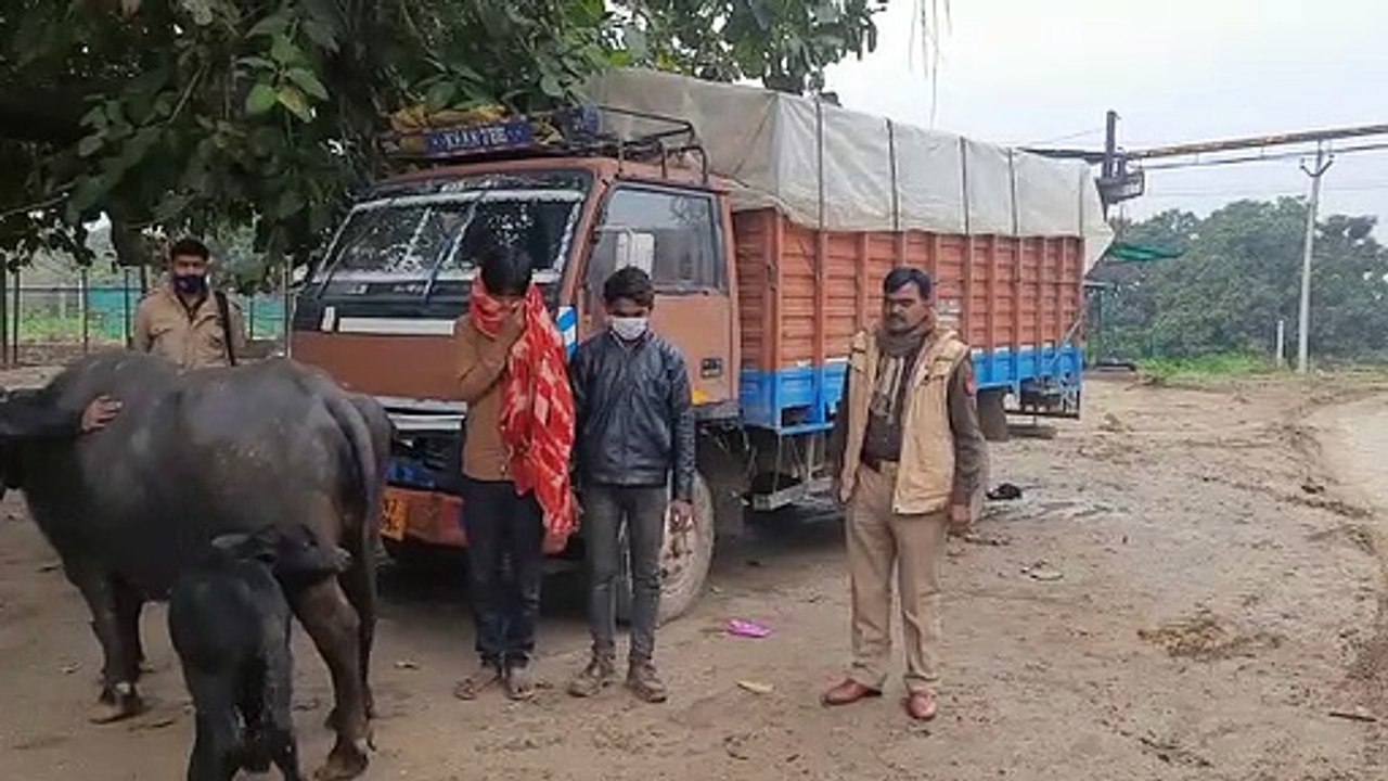 पुलिस ने दो पशु चोरों को किया गिरफ्तार, चोरों क...