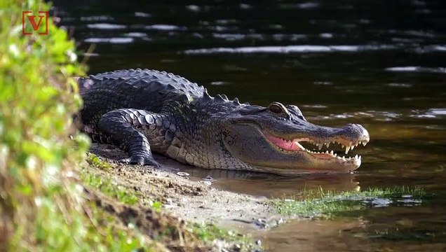 Did You Know Alligators Can Regrow Their Tails?