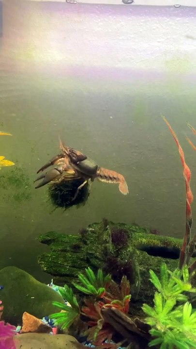 Giddy Up Crawdad