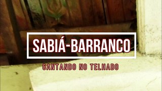 Sabiá-barranco cantando no telhado