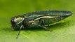 USDA Pivots To Wasp Army In Battle Against Emerald Ash Borer