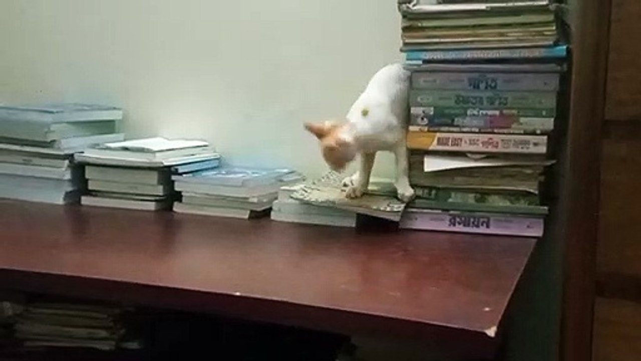 Kitty Somersaults Right off Table