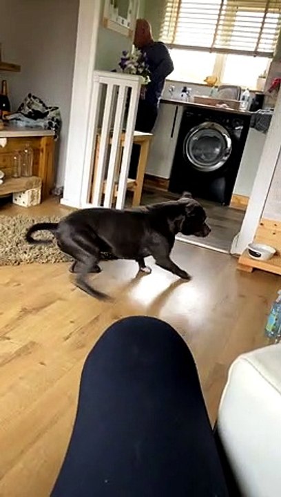 Excited Doggy Has the Spins