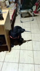 Playful Pooch Brandishes a Blade