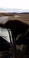 Buffalo Use Car As Salt Lick