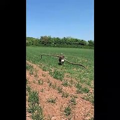 Doggy Collects All the Big Sticks